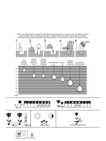 Bulbes à fleurs à planter à l'automne - Tulipe Darwin et Triomphe en Mélange (x20) - MEDIA_PACKAGING_VERSO